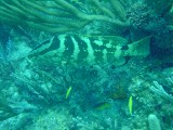 saracuba 276 